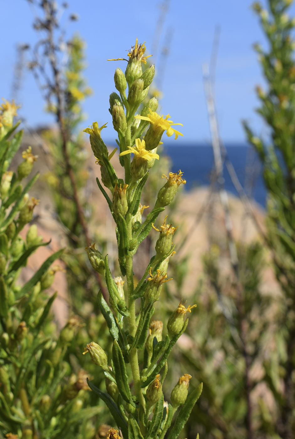 Image of Dittrichia viscosa specimen.