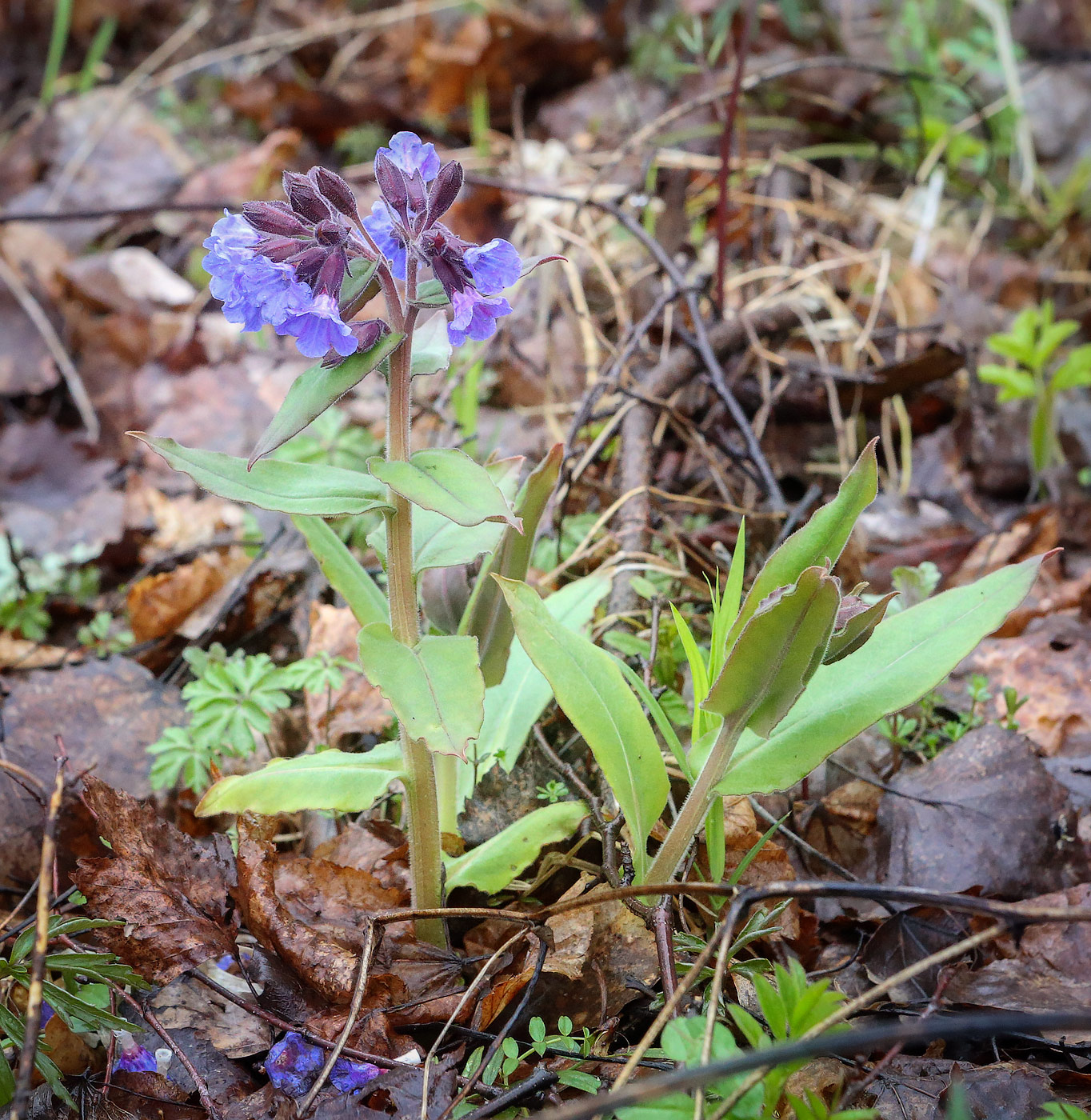 Изображение особи Pulmonaria mollis.