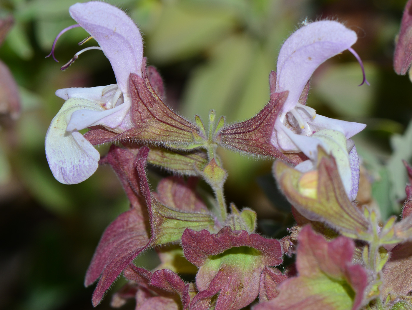 Изображение особи Salvia dolomitica.