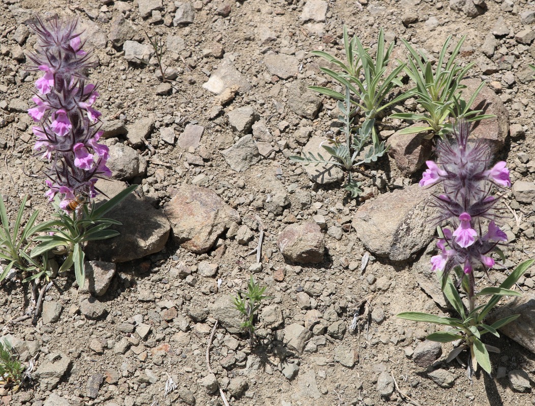 Image of Stachys lavandulifolia specimen.