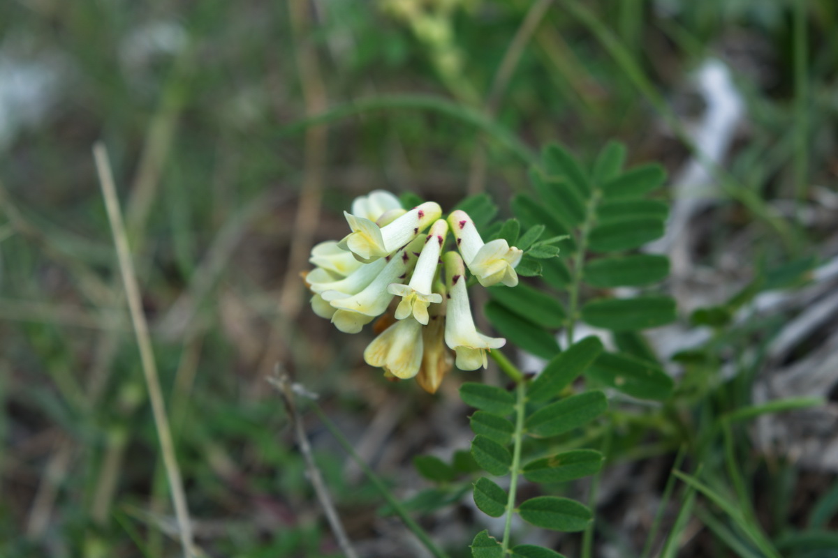 Изображение особи Vicia abbreviata.