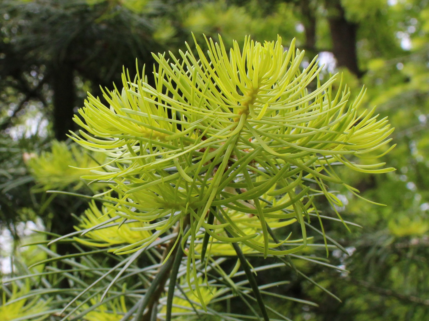 Image of genus Abies specimen.