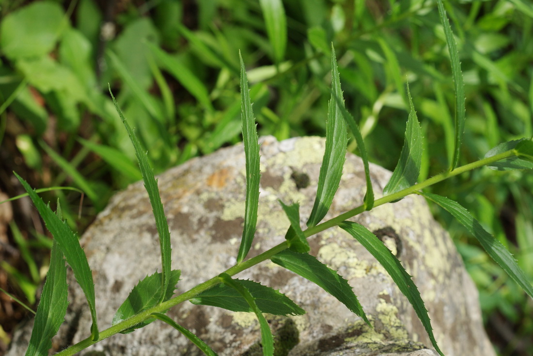 Изображение особи Digitalis ciliata.