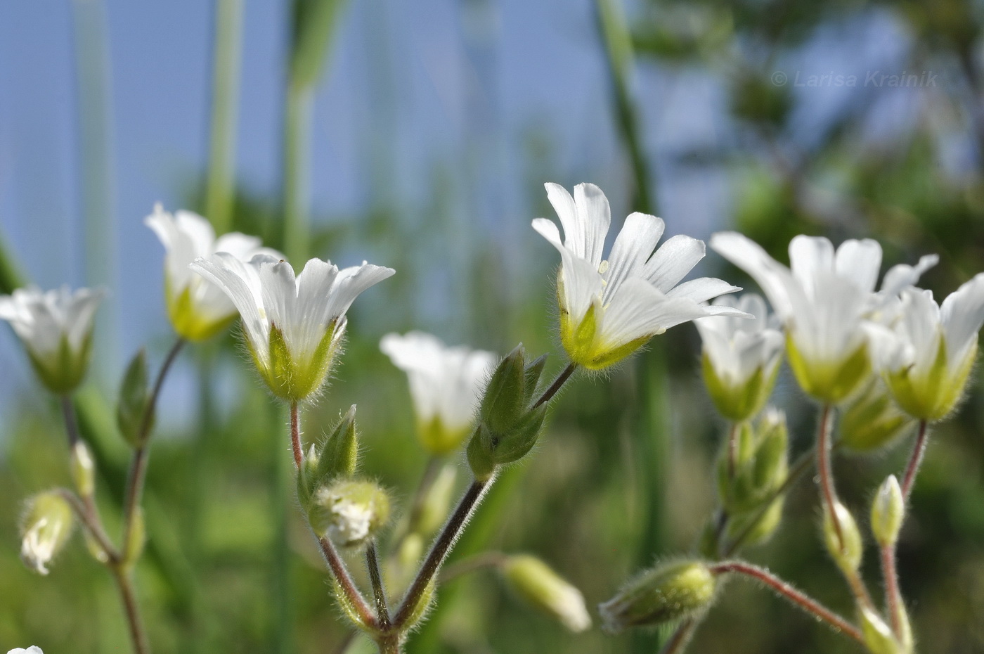 Image of Cerastium fischerianum specimen.