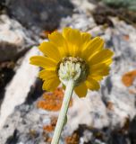 Anthemis marschalliana ssp. pectinata