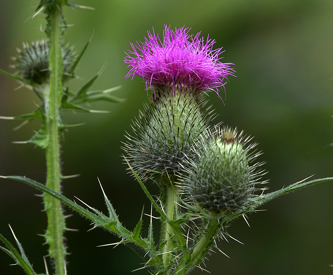 Изображение особи Cirsium vulgare.