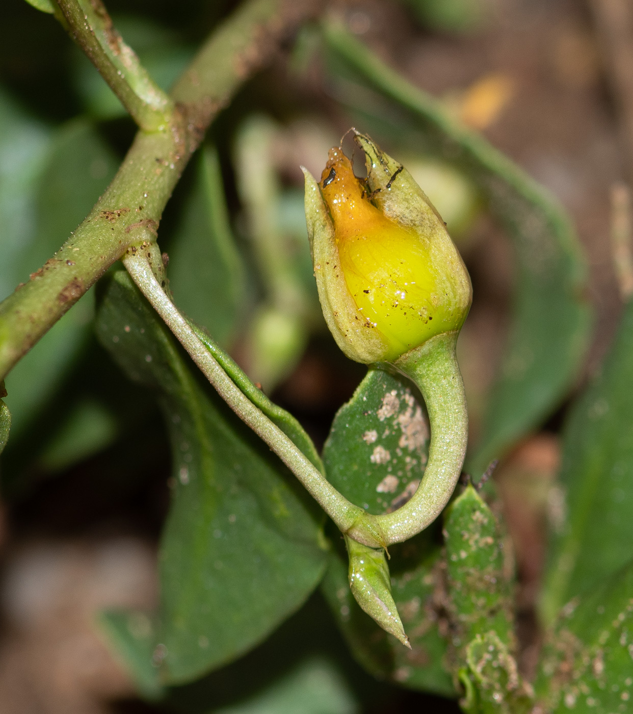 Изображение особи Talinum caffrum.