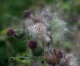 Cirsium vulgare