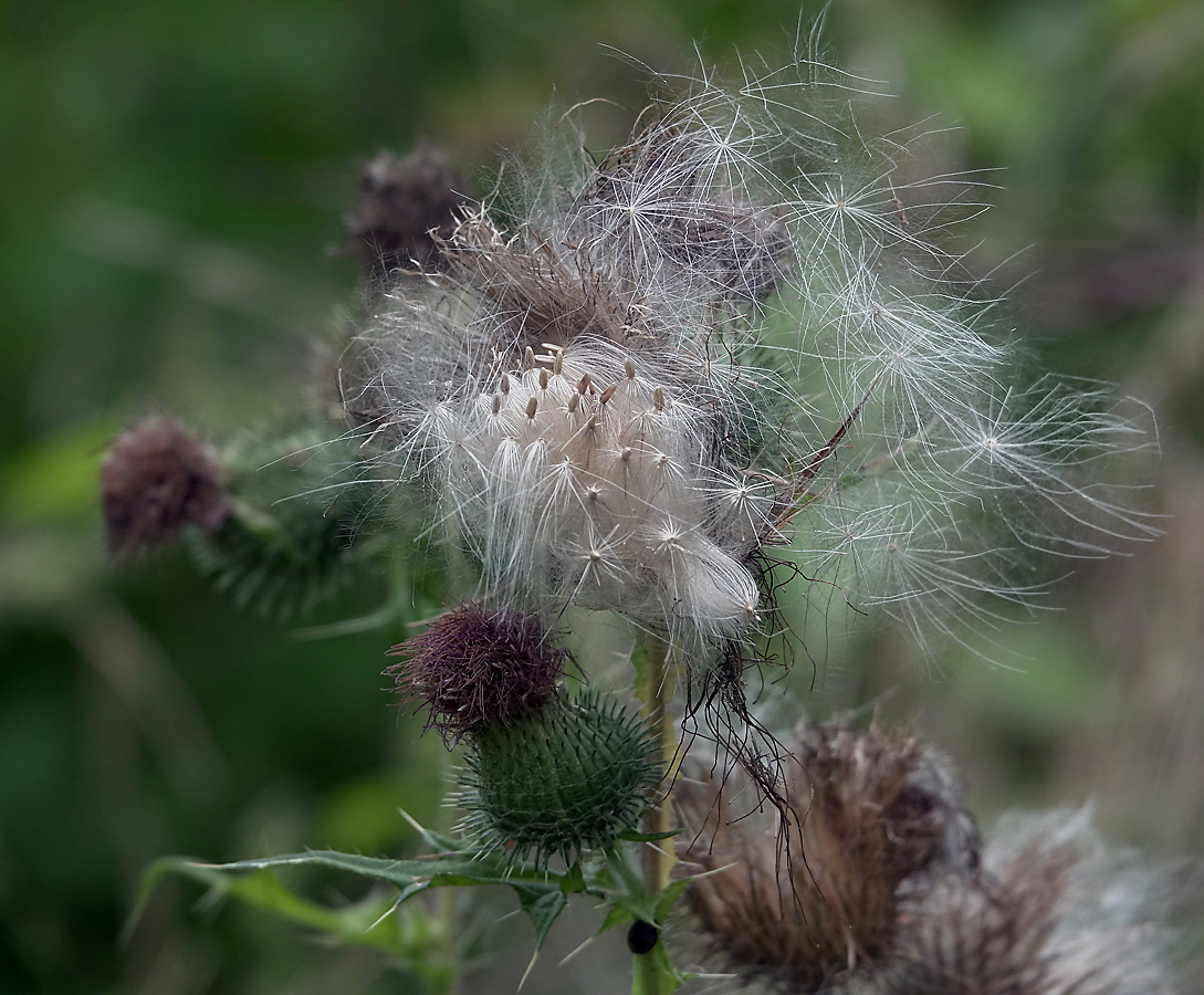 Image of Cirsium vulgare specimen.