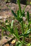 Leucanthemum vulgare. Средняя часть растения с нераскрывшимся соцветием. Свердловская обл., окр. г. Североуральск, долина р. Оленья, опушка елового леса. 29.06.2010.