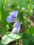 Viola × villaquensis. Цветок (вид сбоку). Томск, опушка соснового леса. 12.05.2020.