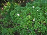 genus Argyranthemum