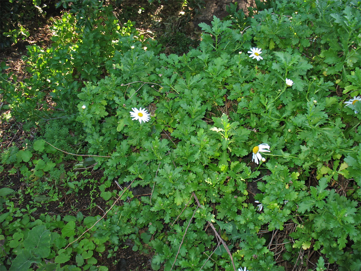 Изображение особи род Argyranthemum.