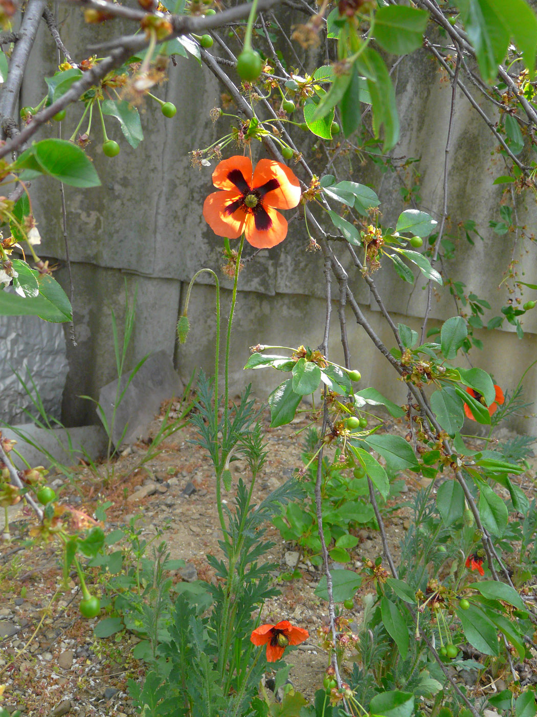 Изображение особи Papaver stevenianum.