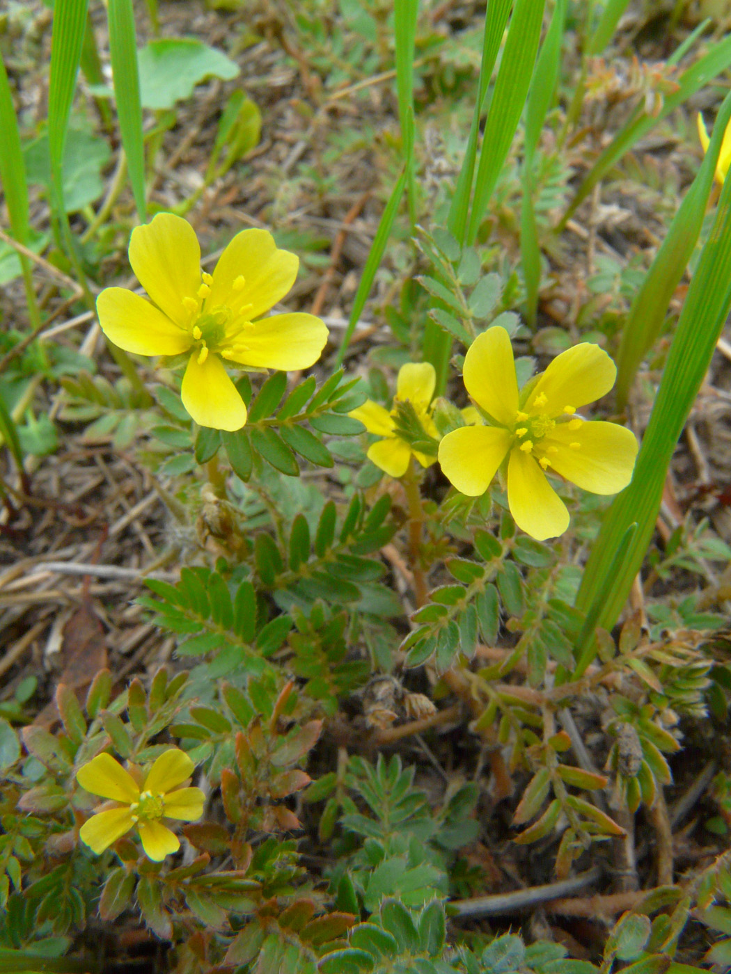 Изображение особи Tribulus terrestris.