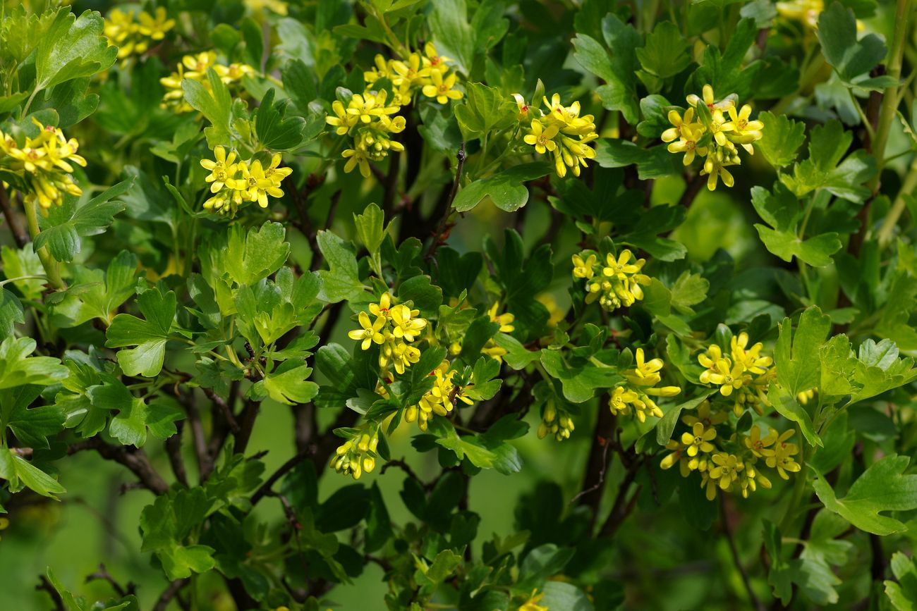 Image of Ribes aureum specimen.