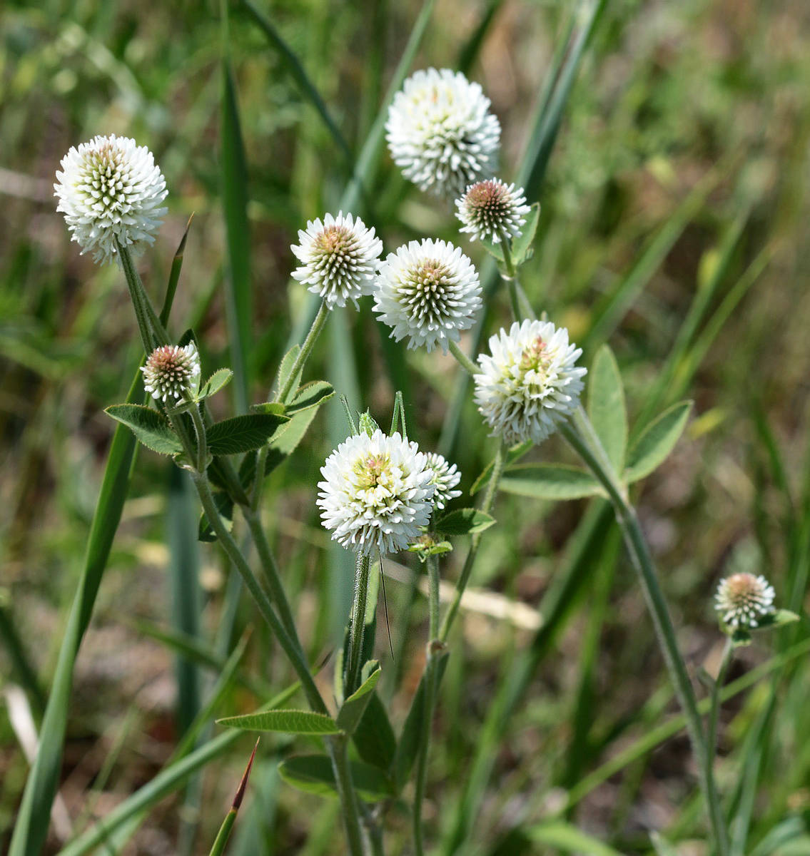 Изображение особи Trifolium montanum.