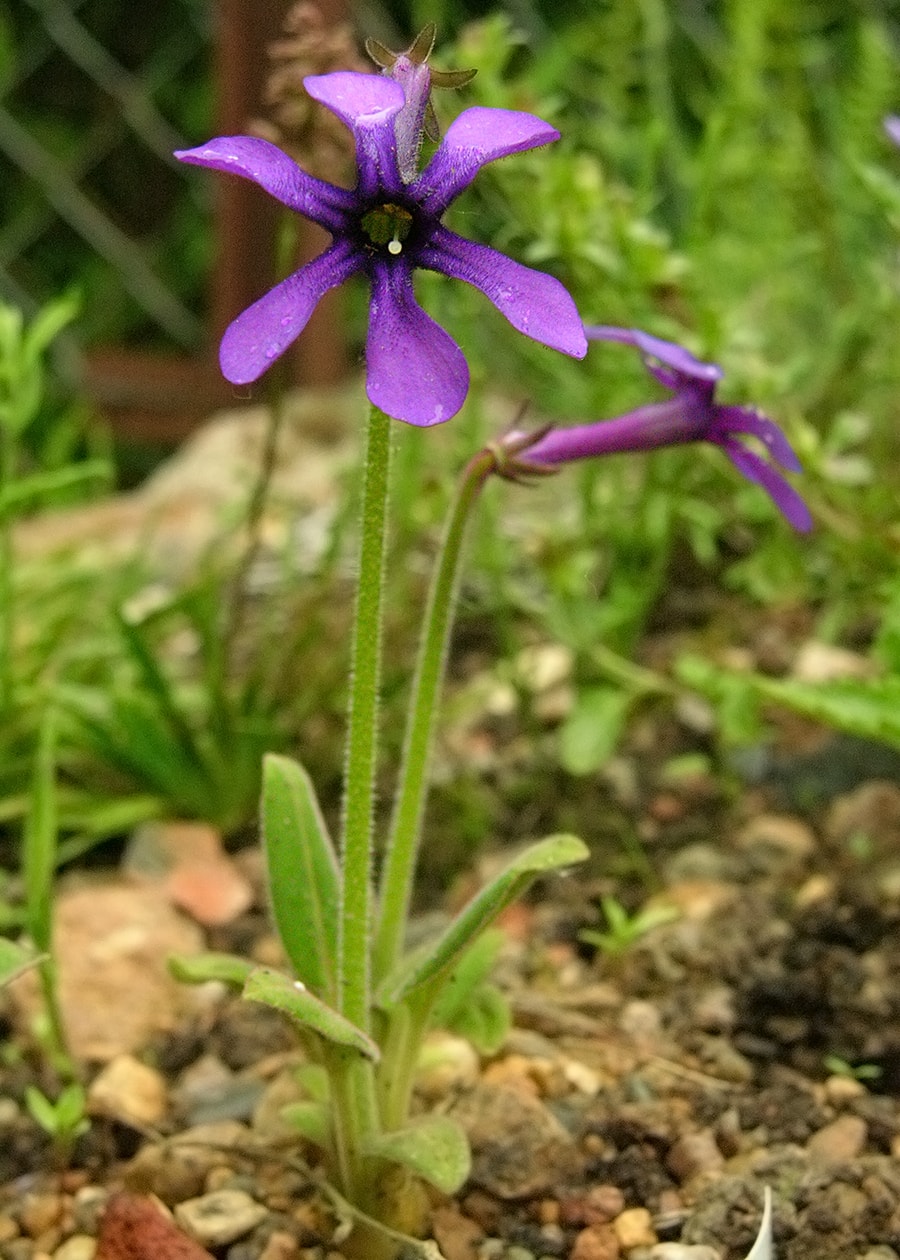 Image of Omphalogramma vinciflorum specimen.