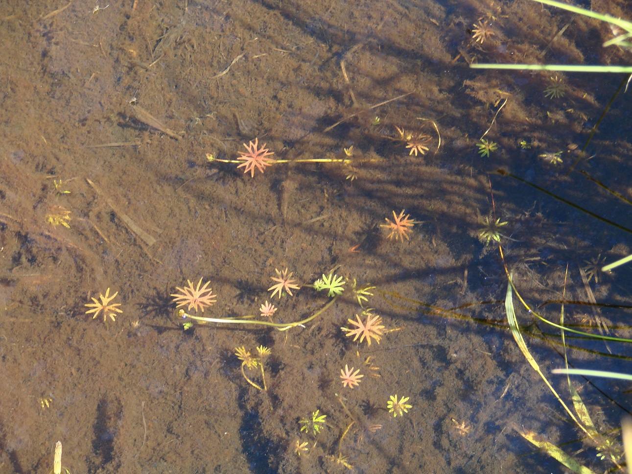 Image of Ranunculus gmelinii specimen.