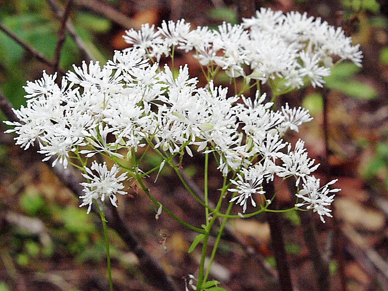 Изображение особи Thalictrum tuberiferum.