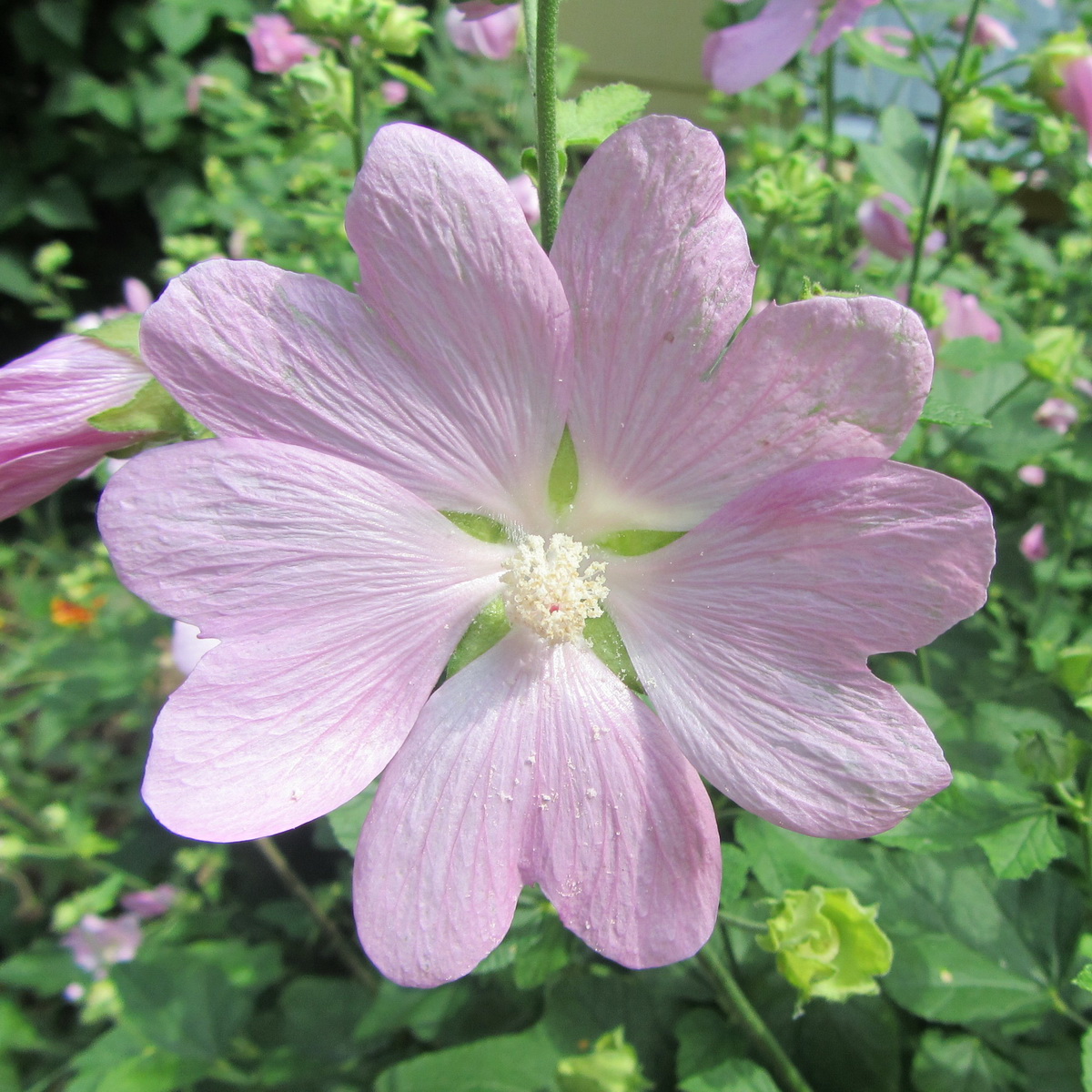 Image of Malva thuringiaca specimen.