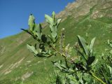 Salix caucasica. Верхушка ветви с соплодиями. Кабардино-Балкария, Эльбрусский р-н, долина р. Ирикчат, ок. 2650 м н.у.м., близ р. Ирикчат. 07.07.2020.