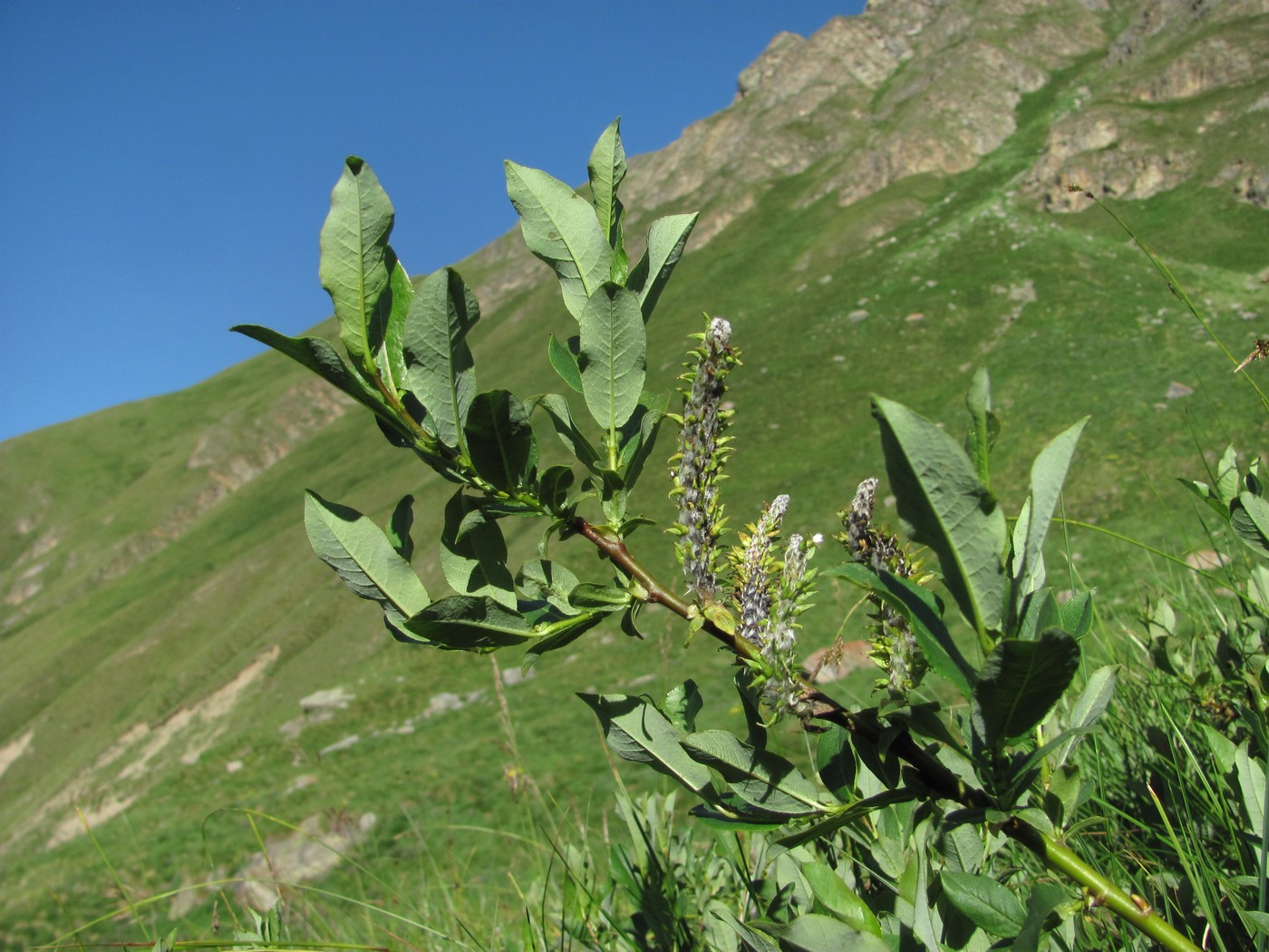 Изображение особи Salix caucasica.