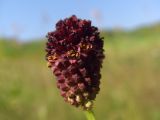 Sanguisorba officinalis. Соцветие. Тульская обл., Плавский р-н, окр. пос. Молочные Дворы, балка, суходольный луг. 28.06.2013.