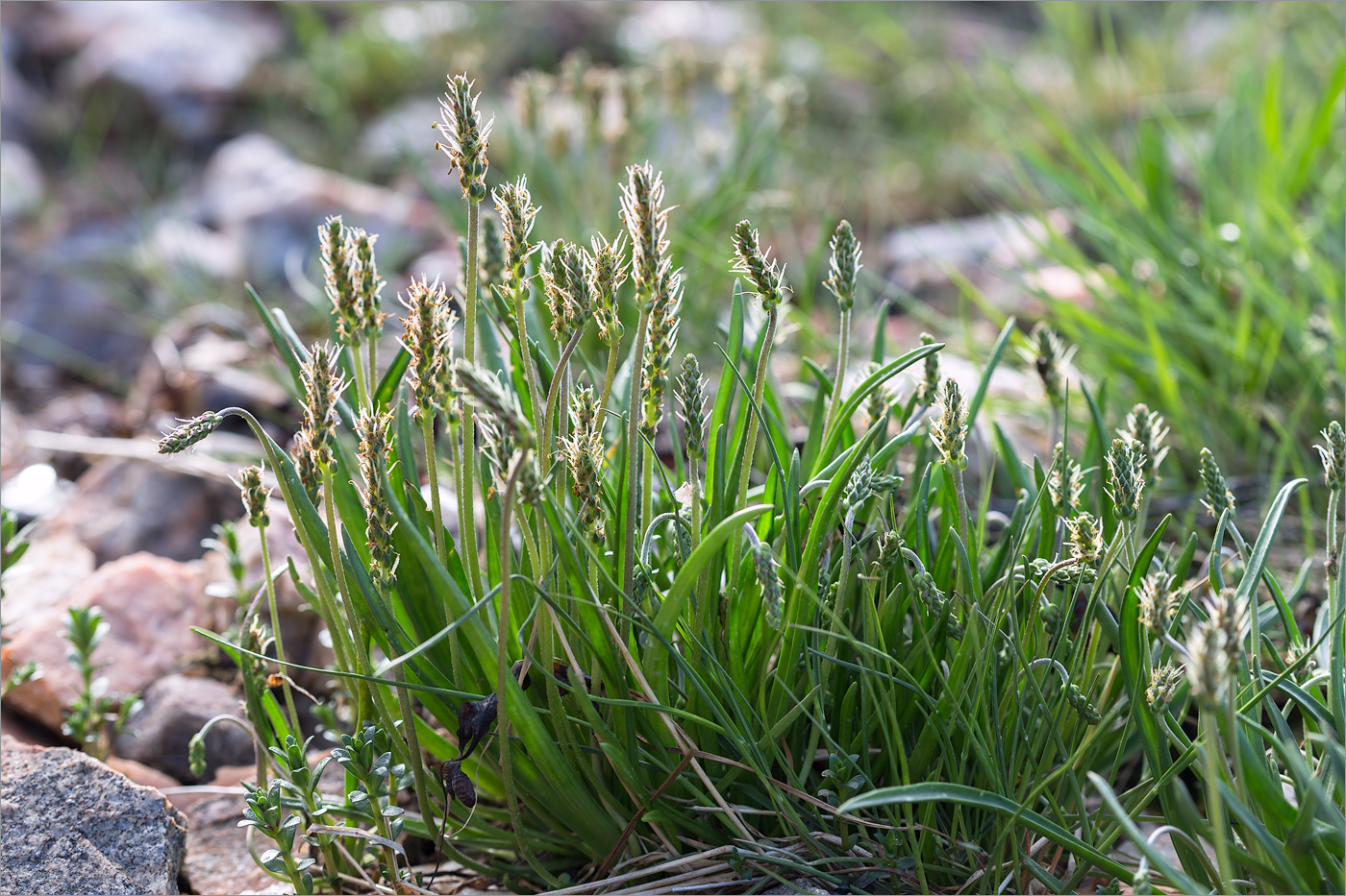 Изображение особи Plantago maritima.