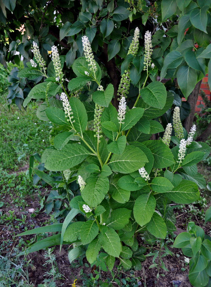 Image of Phytolacca acinosa specimen.