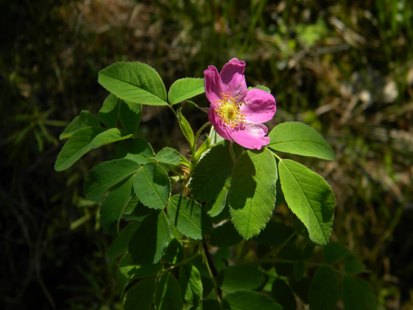 Изображение особи Rosa cinnamomea.