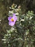 Cistus albidus