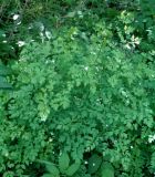genus Thalictrum
