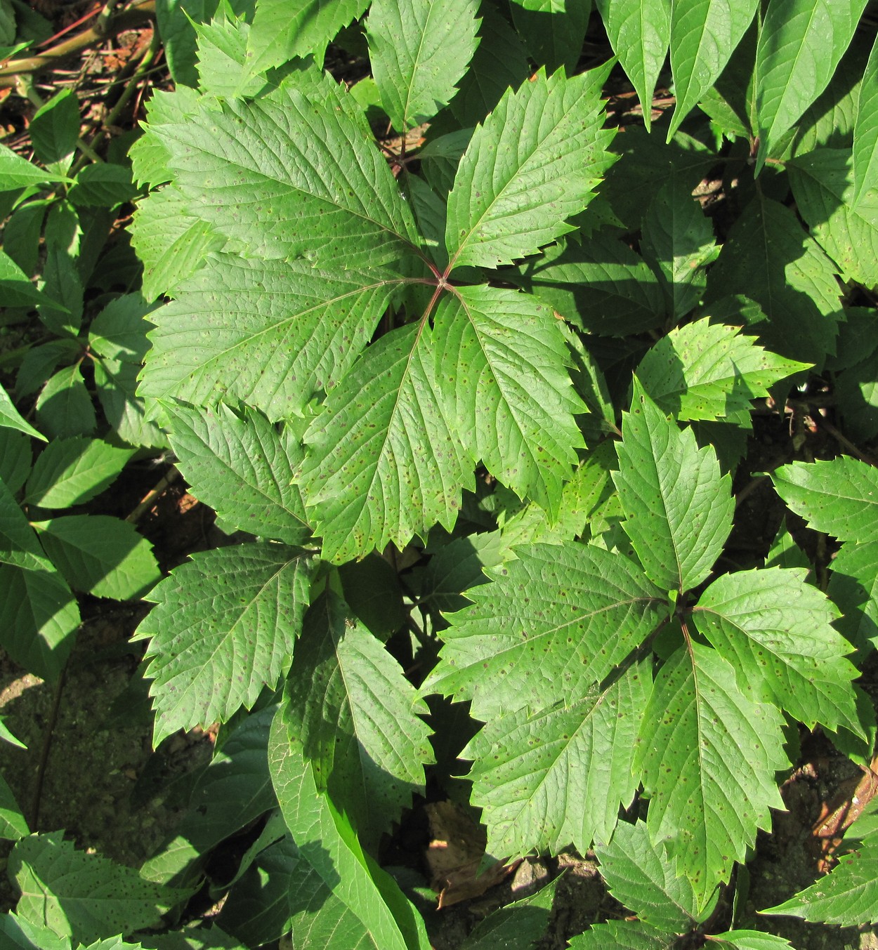 Image of Parthenocissus quinquefolia specimen.