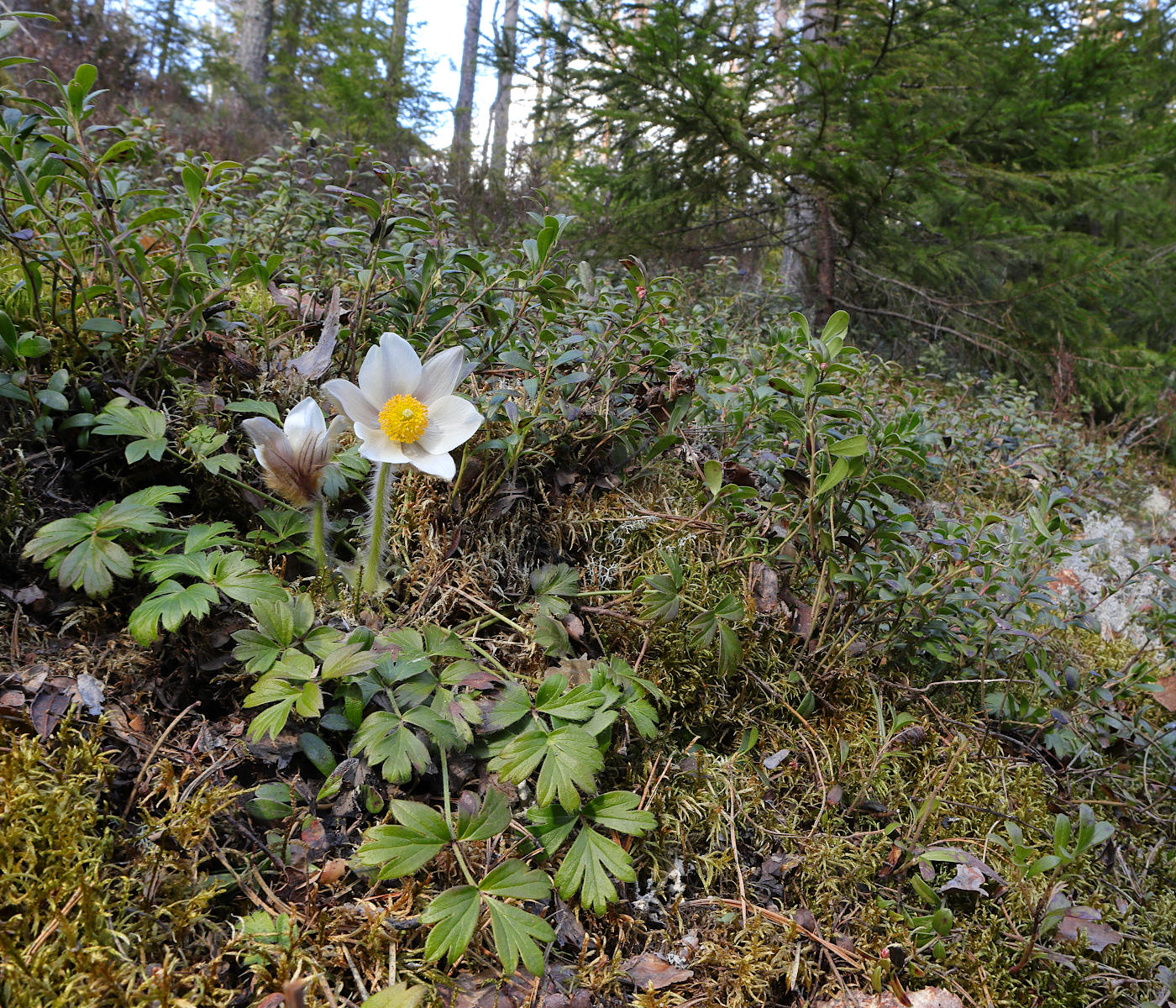 Image of Pulsatilla vernalis specimen.