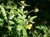 Geum aleppicum