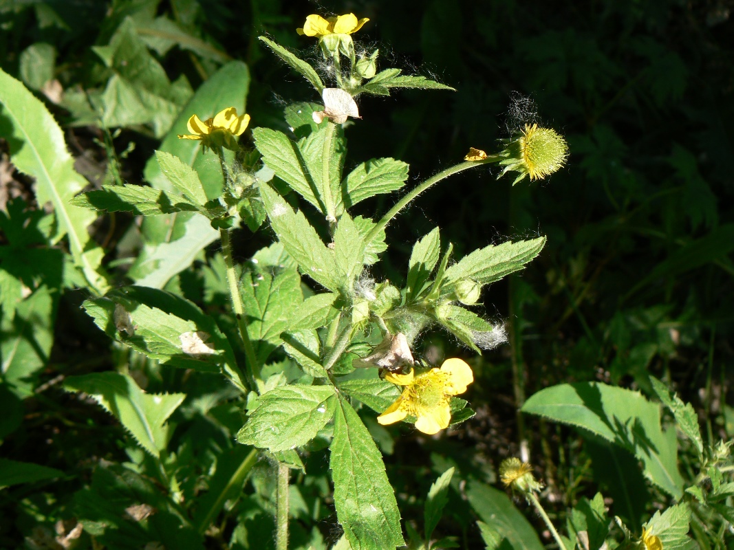 Image of Geum aleppicum specimen.