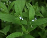 Myosotis sparsiflora