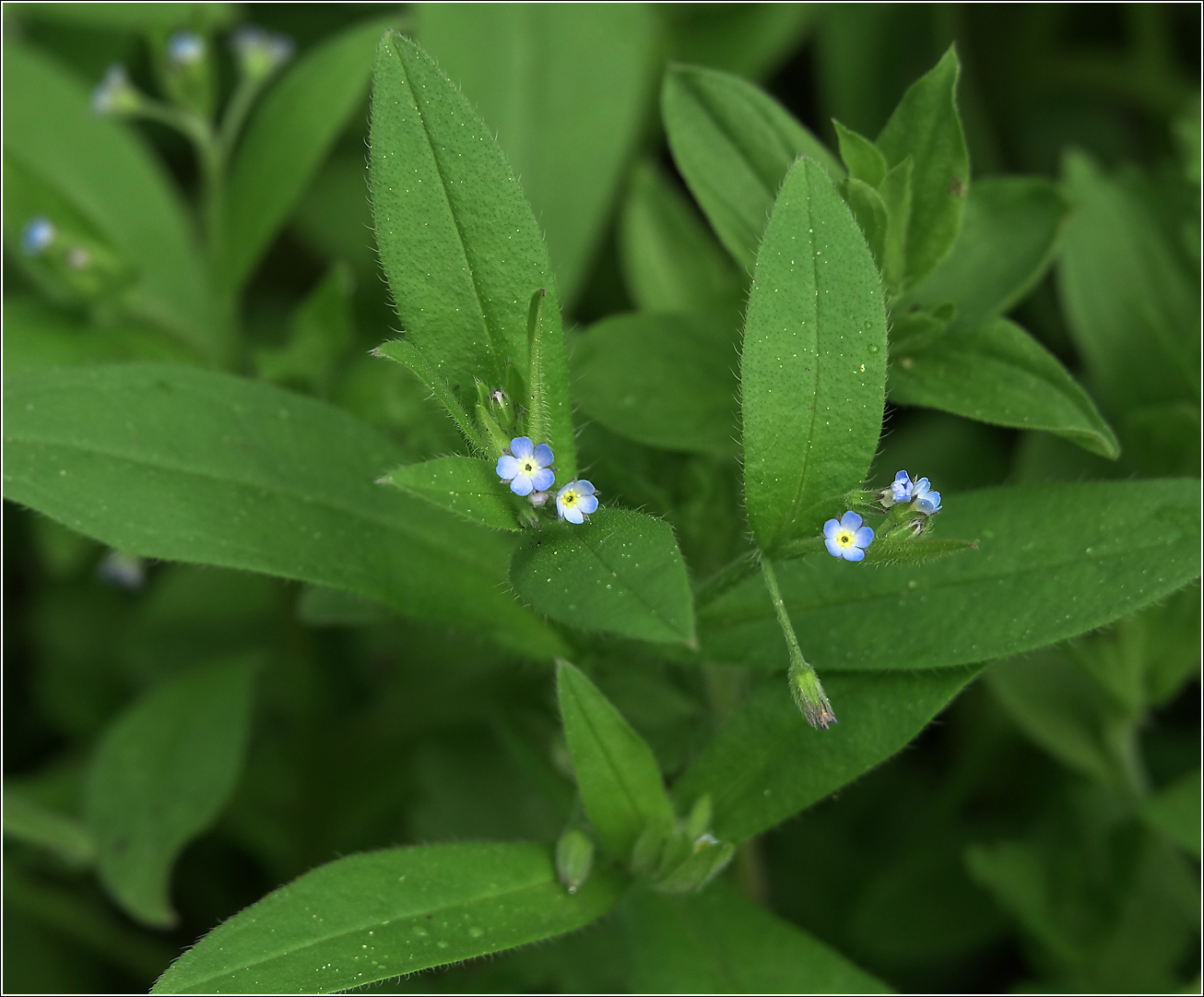 Image of Myosotis sparsiflora specimen.