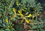 Astragalus longipetalus