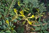 Astragalus longipetalus. Соцветия и основания листьев. Калмыкия, Лаганский р-н, г. Лагань, пустырь. 22.04.2021.