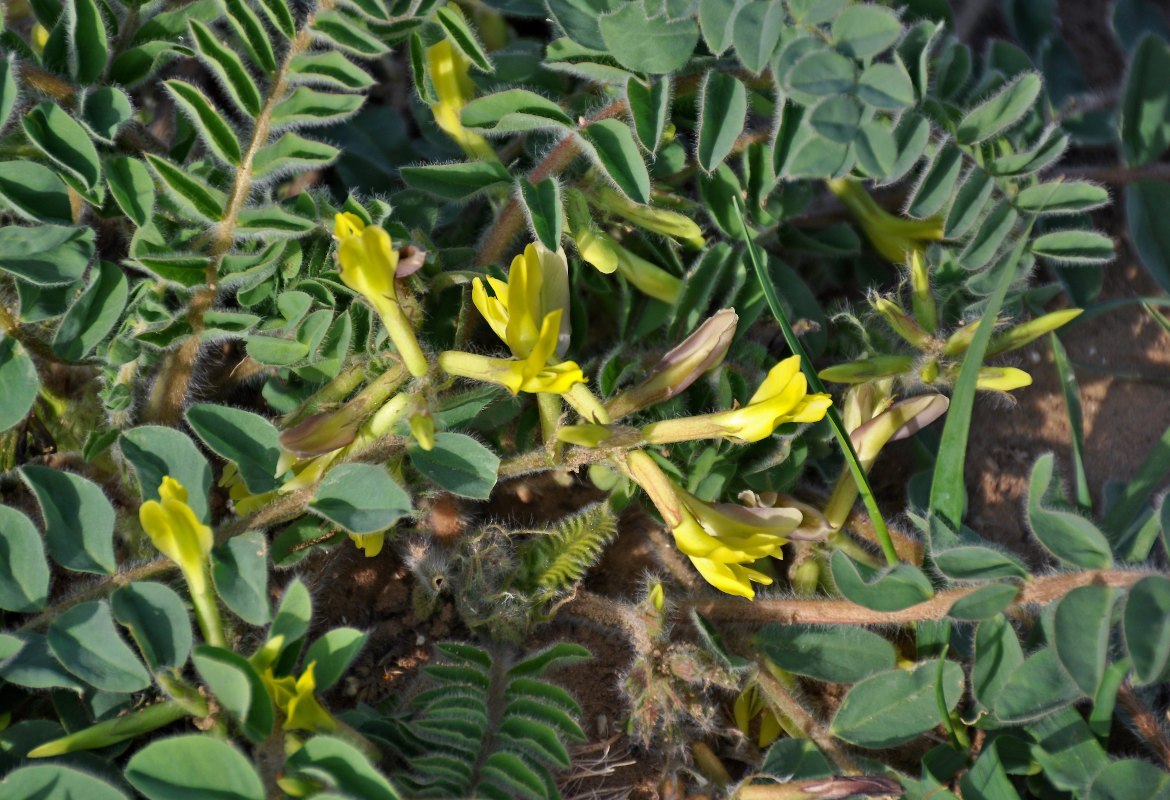 Изображение особи Astragalus longipetalus.