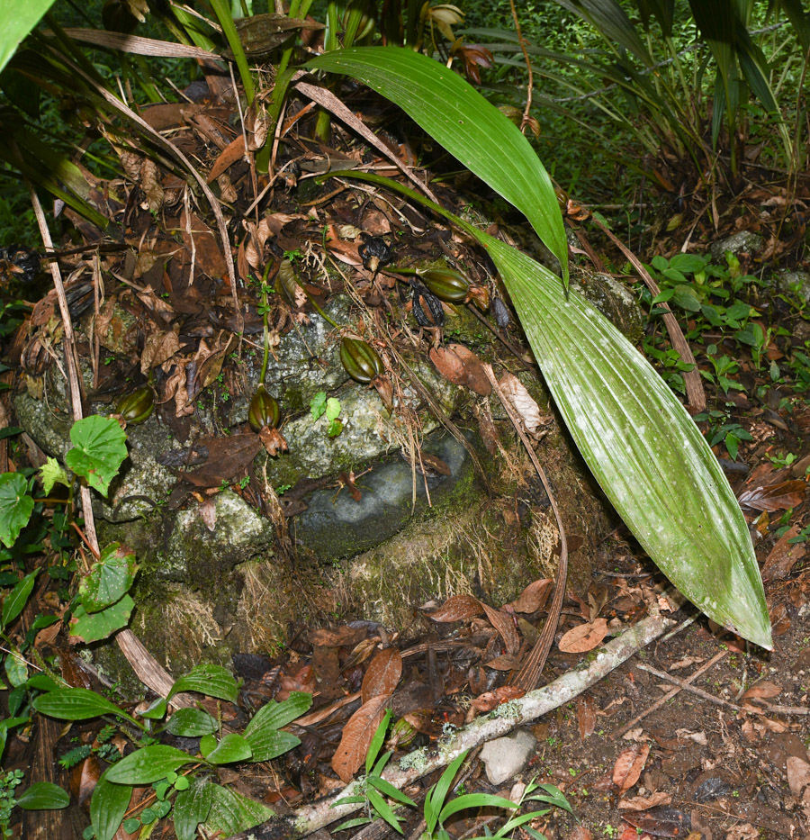 Image of Sudamerlycaste ciliata specimen.