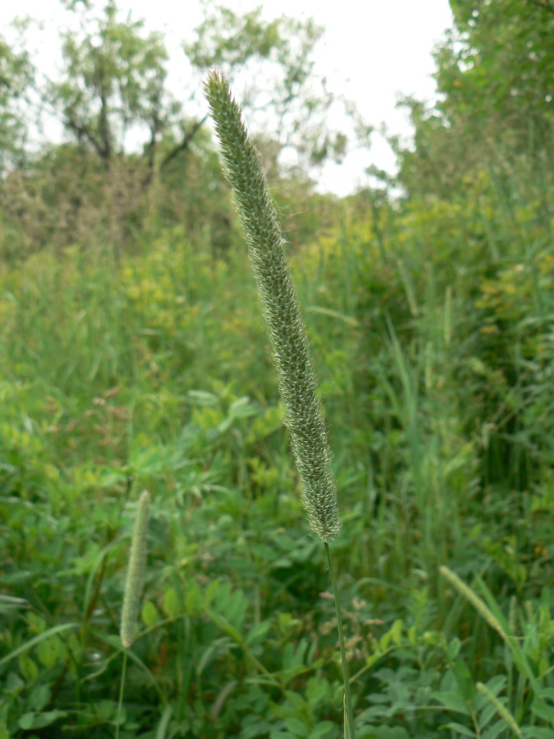 Image of Phleum pratense specimen.