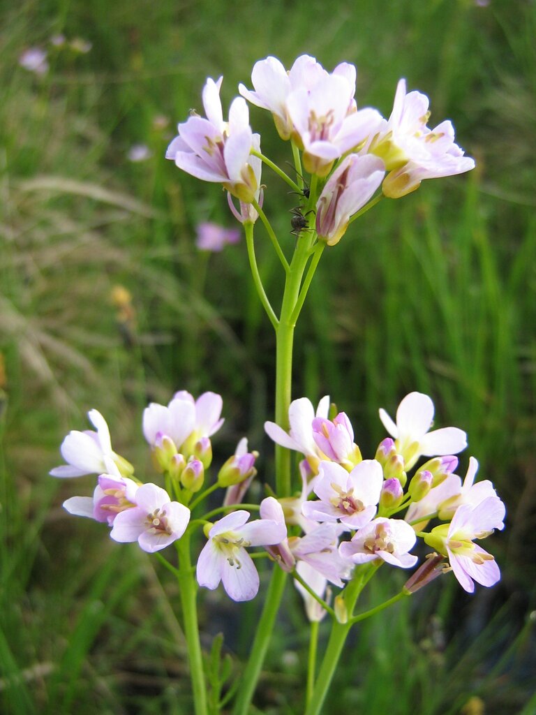 Image of Cardamine rivularis specimen.