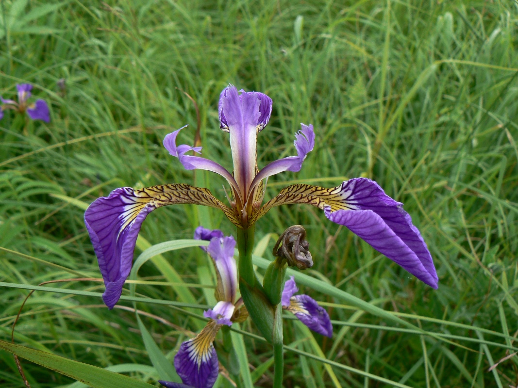 Изображение особи Iris setosa.