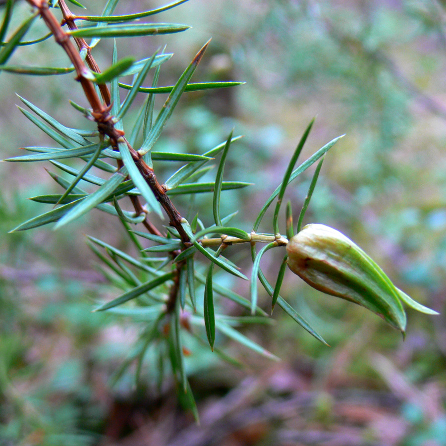 Изображение особи Juniperus communis.