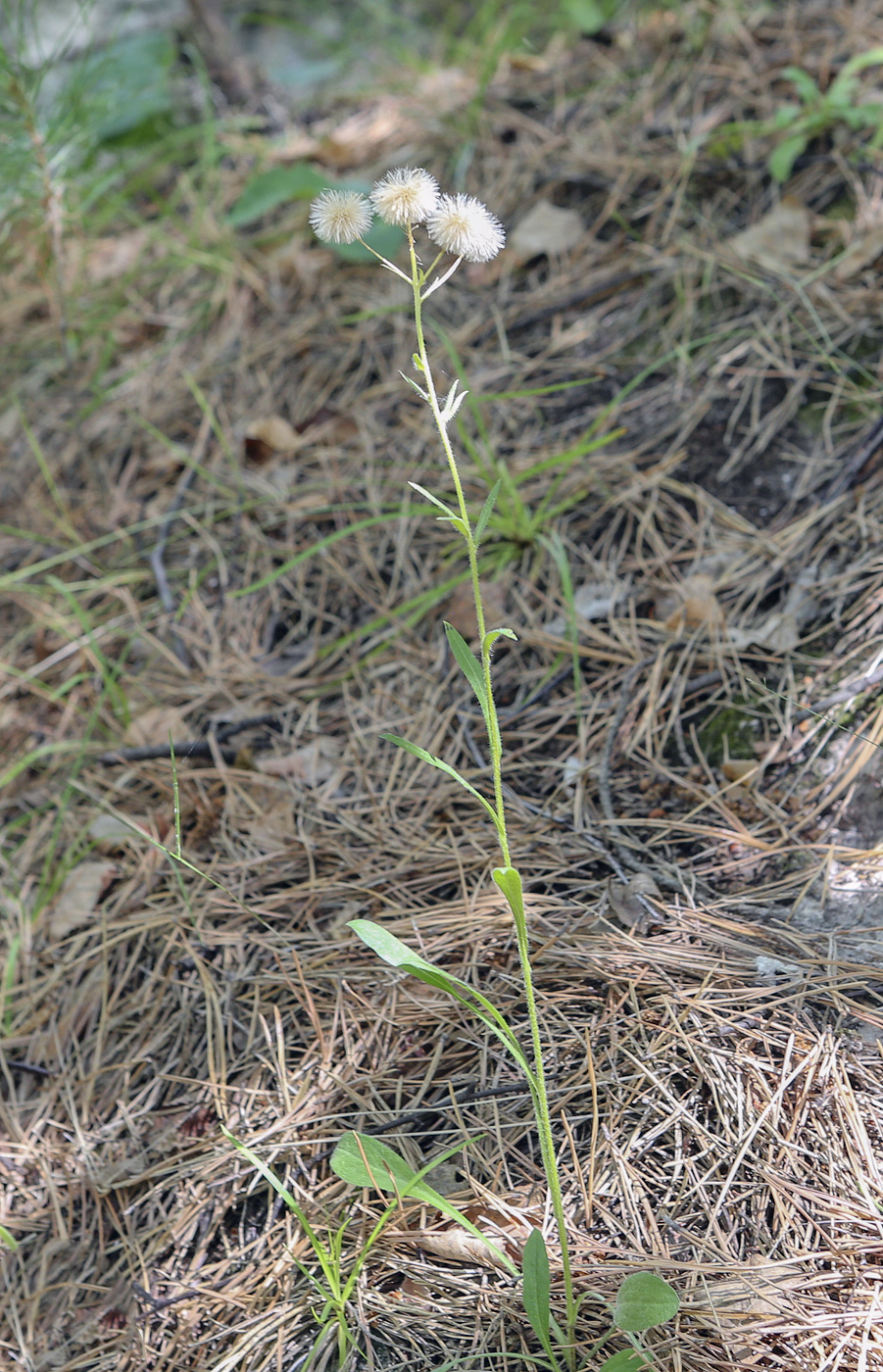 Изображение особи семейство Asteraceae.