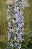 Delphinium montanum