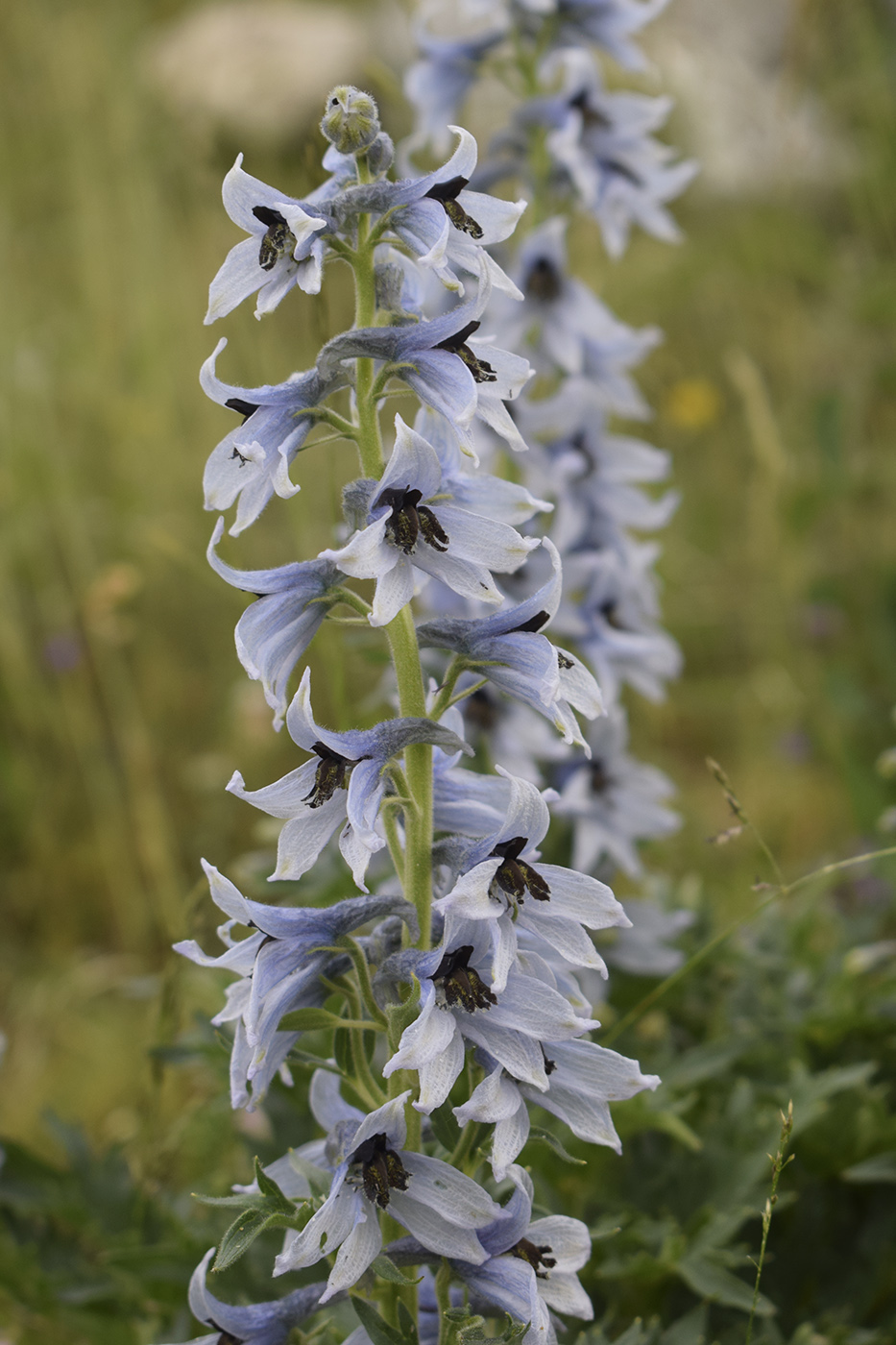 Изображение особи Delphinium montanum.